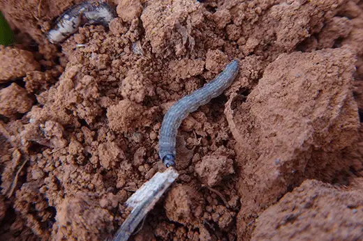 Lagarta elasmo Elasmopalpus Lignosellus doenças no solo